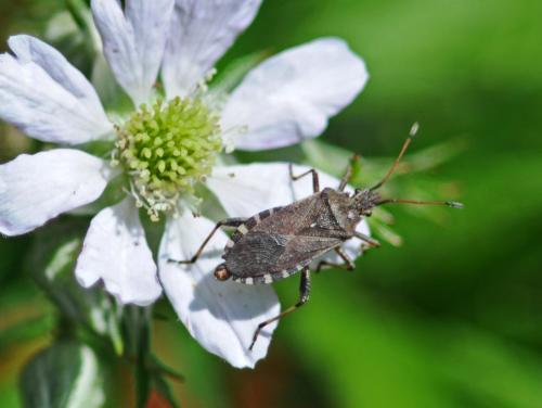 Réf. 268 833 : Ceraleptus gracilicornis